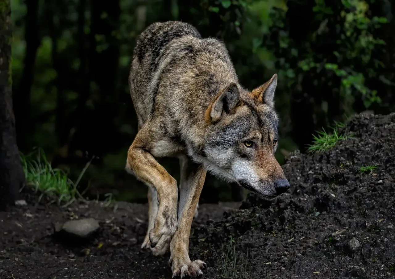 Conclusion: Your Dog and the Wild Within (Image Credits: Pixabay)