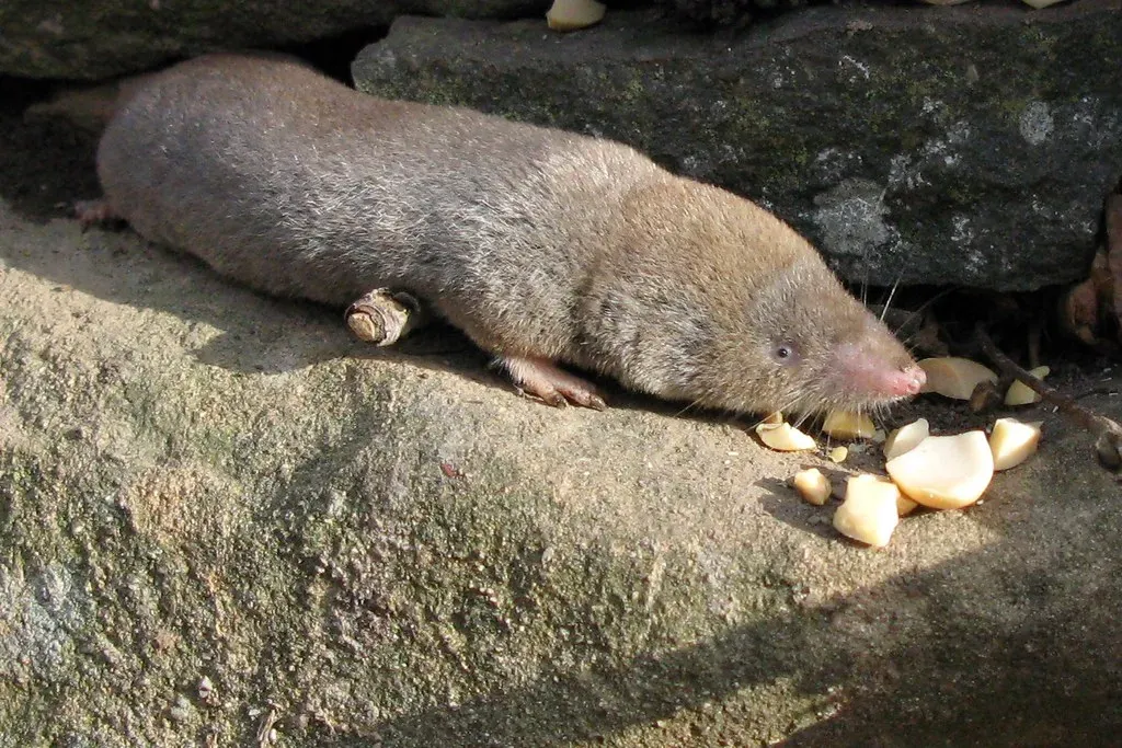 #6: The Short-Tailed Shrew - America's Only Venomous Mammal (Gilles Gonthier, Flickr, CC BY 2.0)