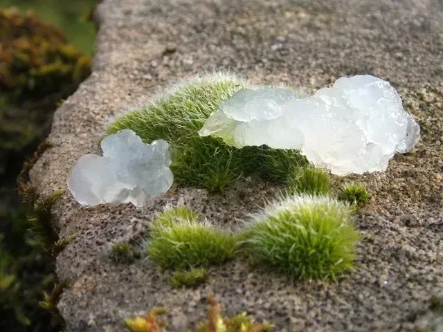 Star Jelly: The Goo That Appears From Nowhere (Image Credits: Source: wikimedia)