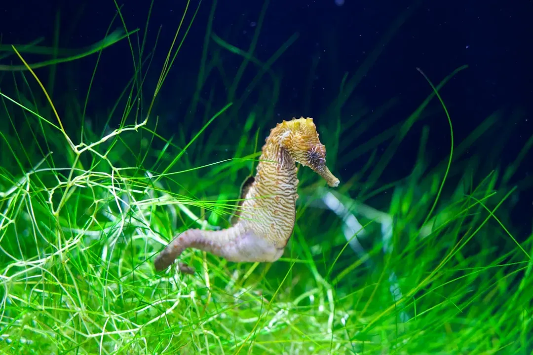 Seahorses: When Dads Get Pregnant (Image Credits: Unsplash)