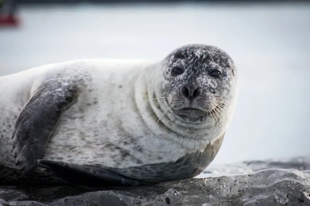 Pisces (February 19 &ndash; March 20): The Harp Seal (Image Credits: Unsplash)