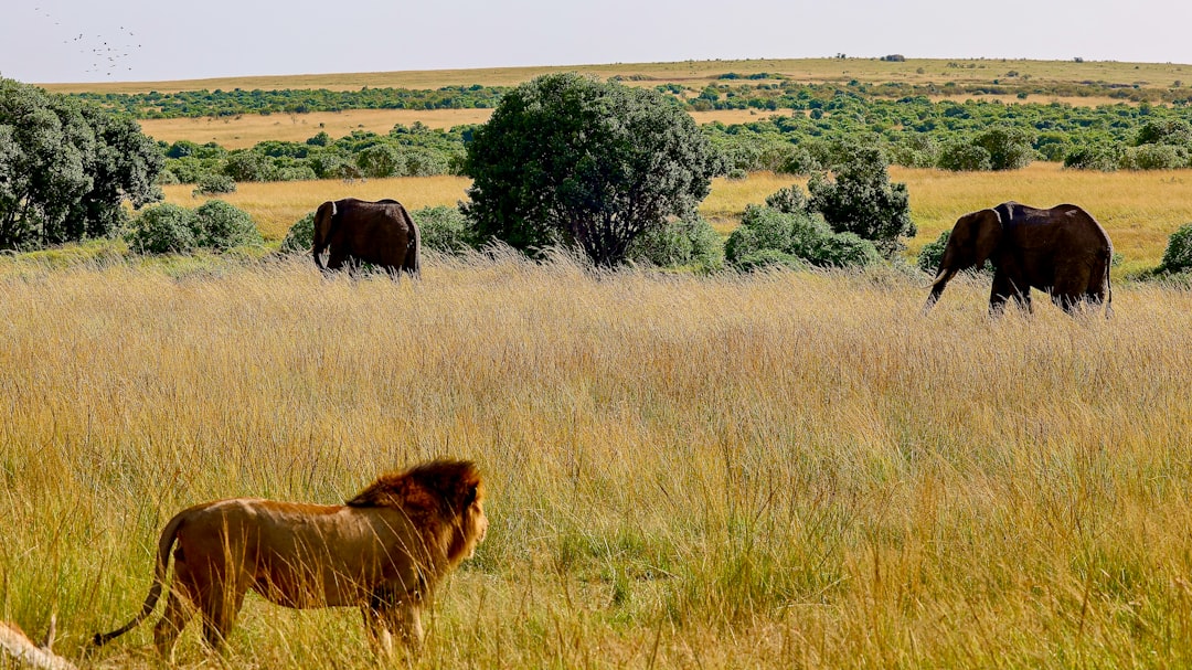 The Domesticated Mind in a Wild World (Image Credits: Unsplash)