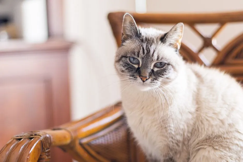 #7 - They Change Their Routine to Match Yours (Image Credits: Pexels)
