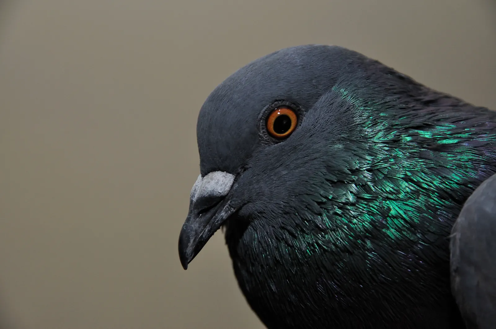 What Pigeon Intelligence Tells Us About Our Own Minds (By Biswarup Ganguly, CC BY-SA 3.0)