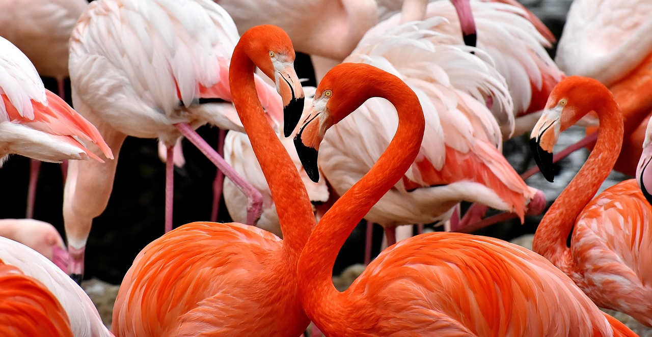 Libra: The Elegant Flamingo (Image Credits: Pixabay)