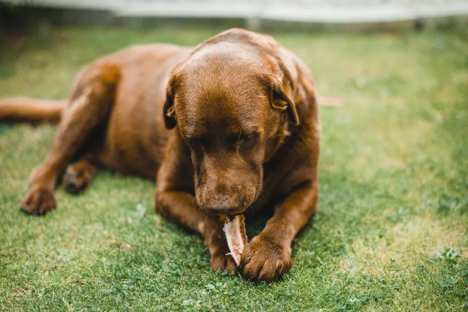 #15 - Raw Bones and Scraps Were Standard Treats (Image Credits: Pexels)