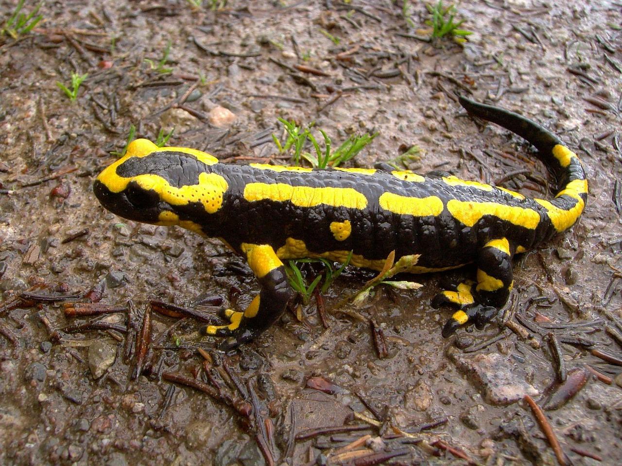 The Mysterious Hellbender of the Great Smokies (Image Credits: Pixabay)