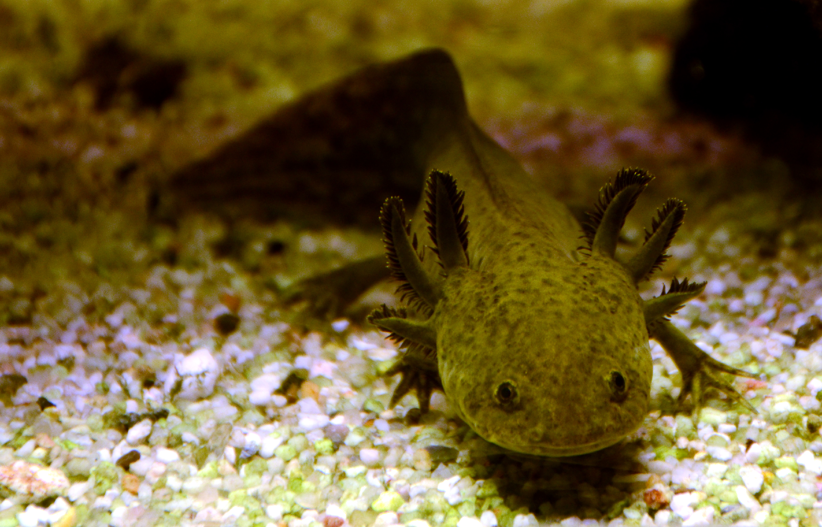 #4 Axolotls - Aquatic Aliens with Remarkable Abilities (Image Credits: Wikimedia)