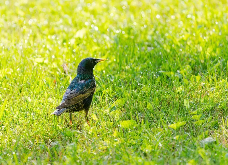 13. Ditch the Pesticides Entirely (Image Credits: Pexels)