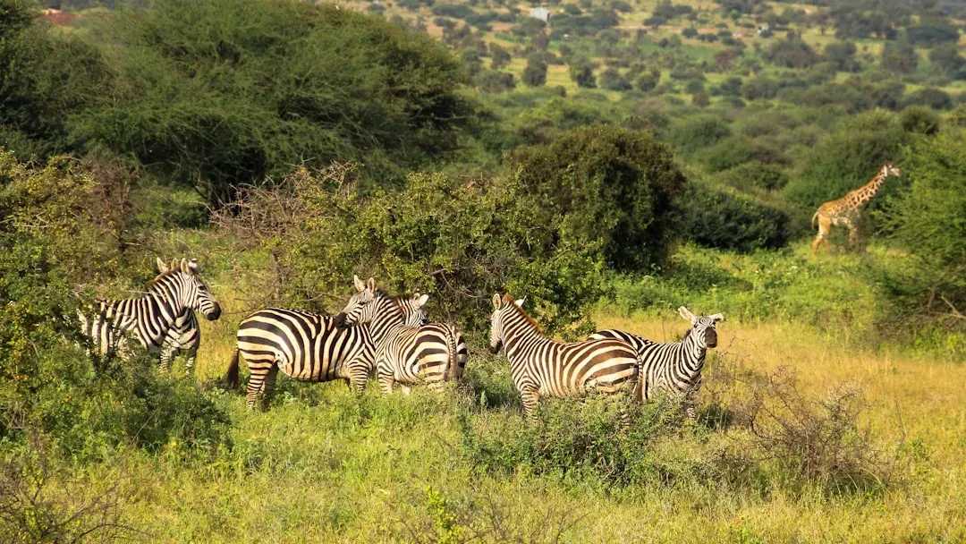 The Wilds: Where Safari Meets Salvation (Image Credits: Unsplash)