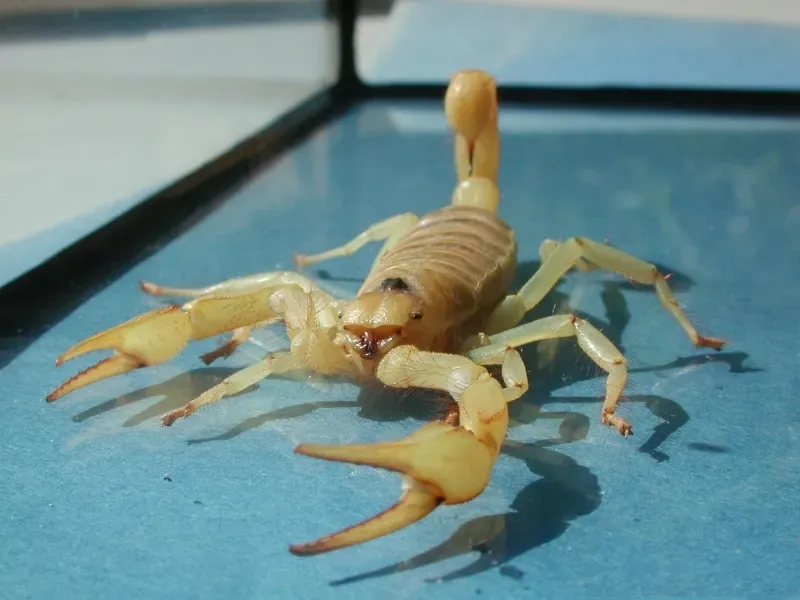 Giant Desert Hairy Scorpion (By Fritz Geller-Grimm, CC BY-SA 2.5)