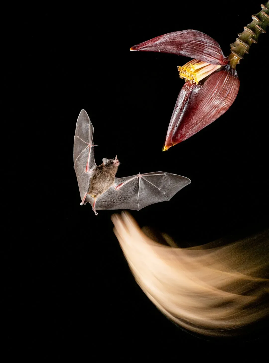 Conclusion: Nature's Dark Imagination (Image Credits: Unsplash)