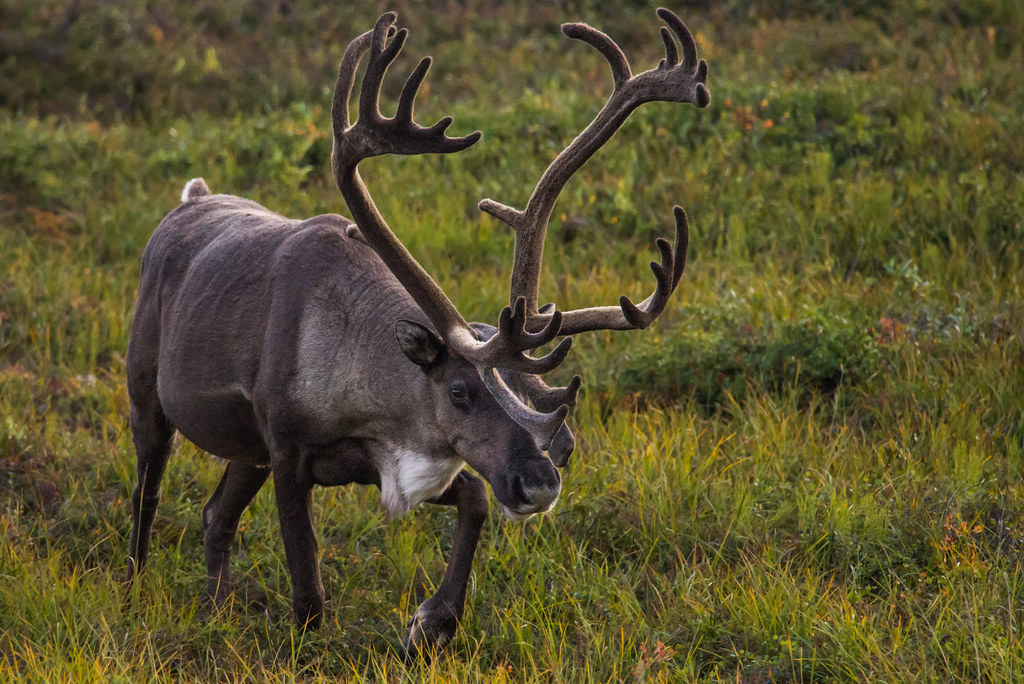 Reindeer and Caribou (Image Credits: Flickr)