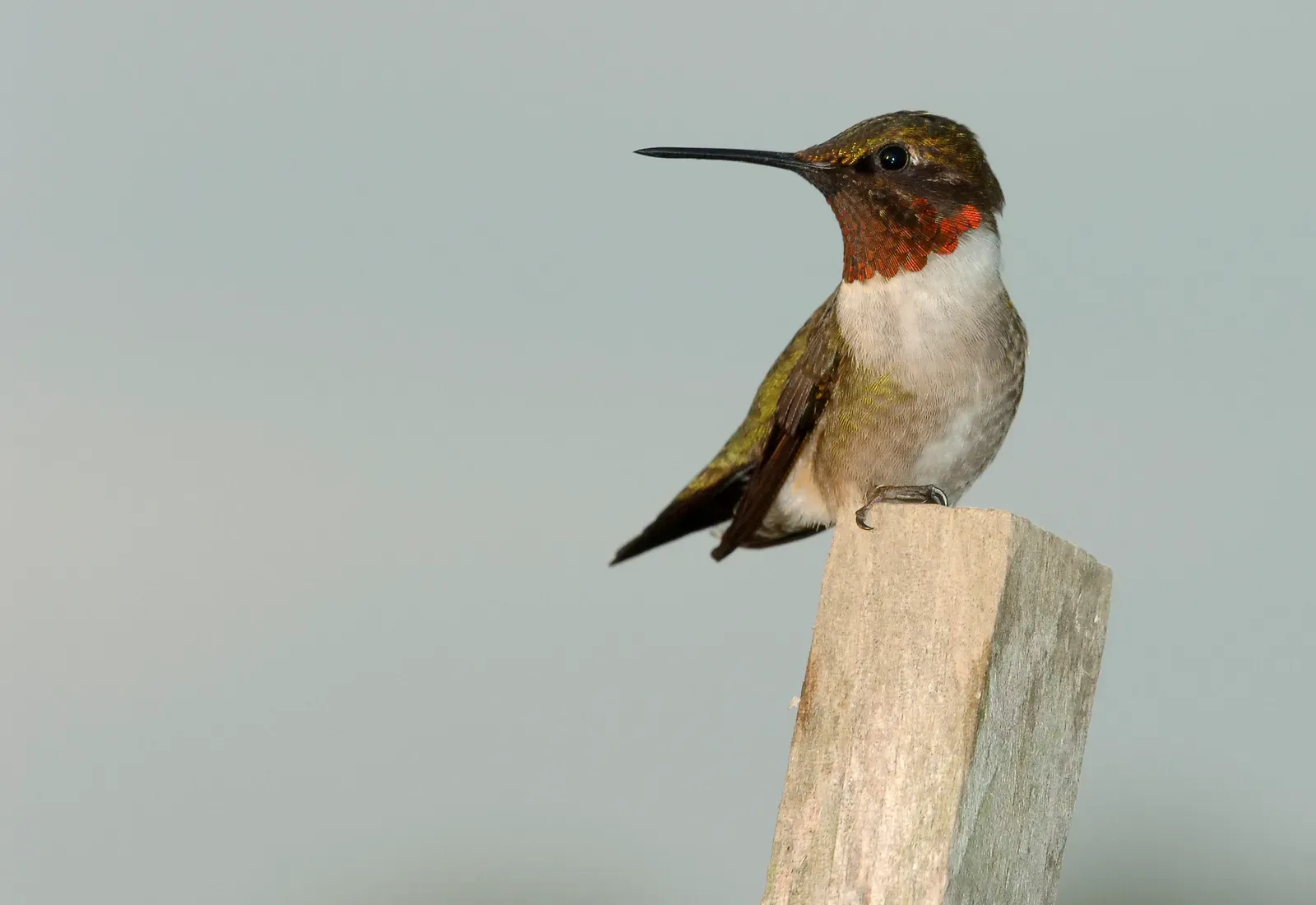 6. The Ruby-Throated Hummingbird: Speed, Color, and Pure Magic (Image Credits: Wikimedia)