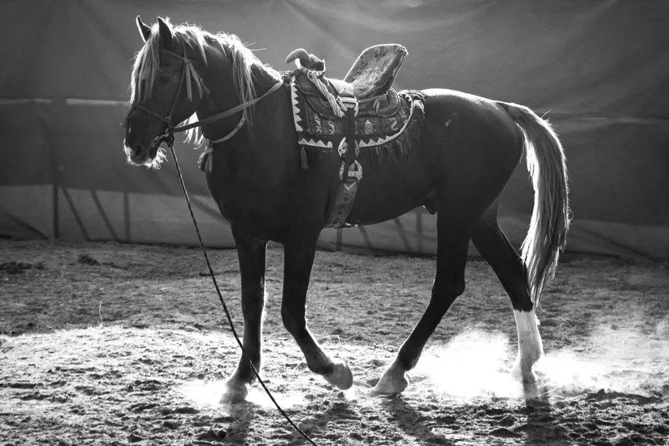 #10 - Saddlebred / Gaited Show Horses: The Show-Ring Legacy Nobody Talks About (Image Credits: Pexels)