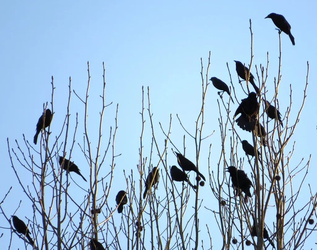 #6: Their Roosts Can Reach a Million Birds (platycryptus, Flickr, CC BY 2.0)