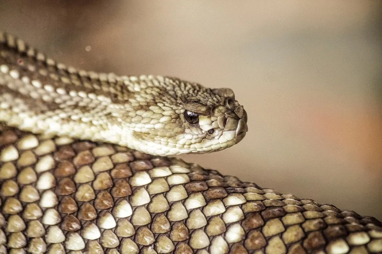 Western Diamondback Rattlesnake (Image Credits: Pixabay)