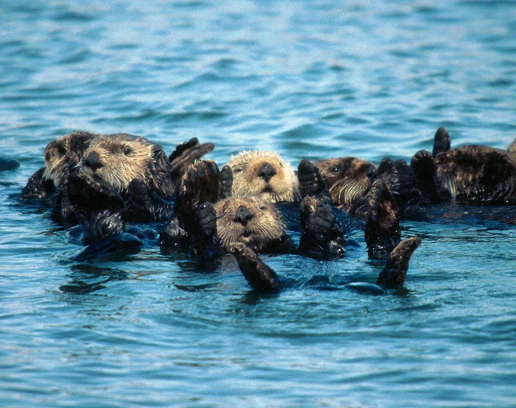 What Exactly Is an Otter "Raft" and How Big Can It Get? (USFWS Headquarters, Flickr, CC BY 2.0)