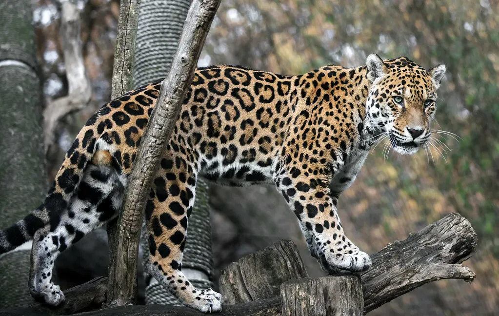 Tree-Climbing Powerhouses (Image Credits: Flickr)