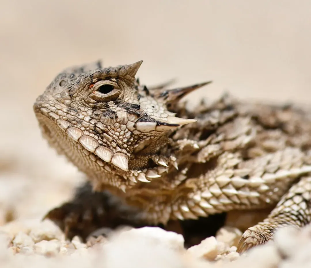 #6 - Horned Lizards Shoot Blood From Their Eyes (Image Credits: Unsplash)
