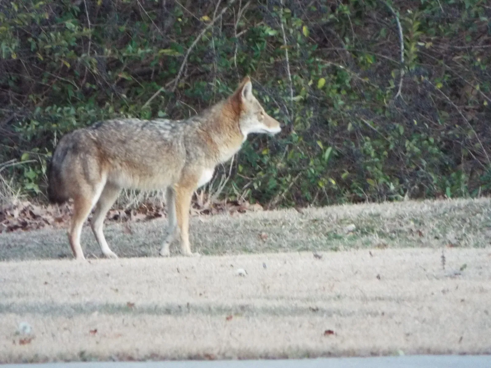 Coyotes (Coyote, Crowley Park, Richardson, Texas, February 2, 2021, CC BY 2.0)