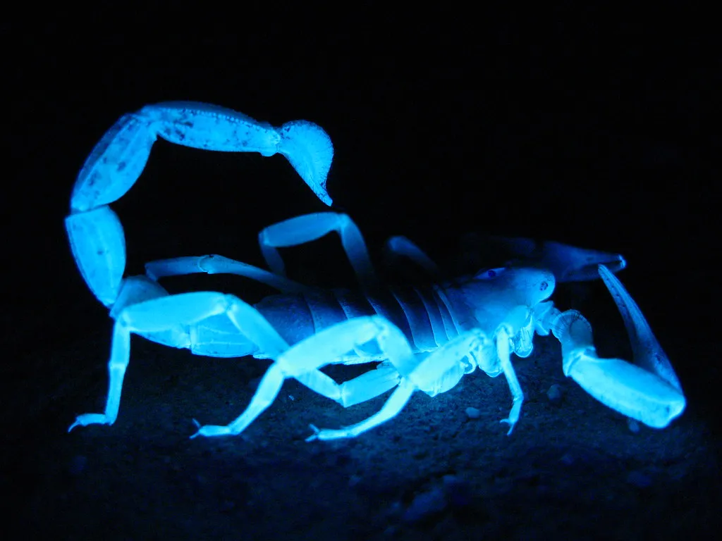 #1 Scorpio: The Midnight Hunter (Image Credits: Flickr)