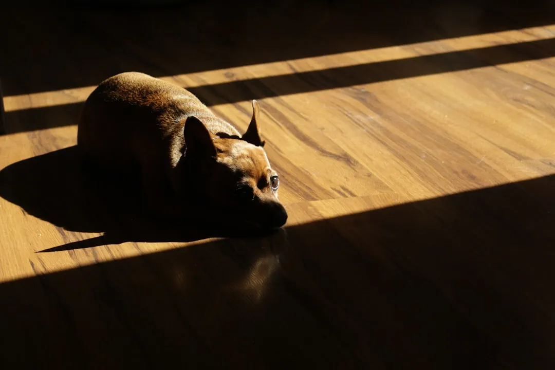 #3 - Following You From Room to Room, Even When Nothing's Happening (Image Credits: Unsplash)