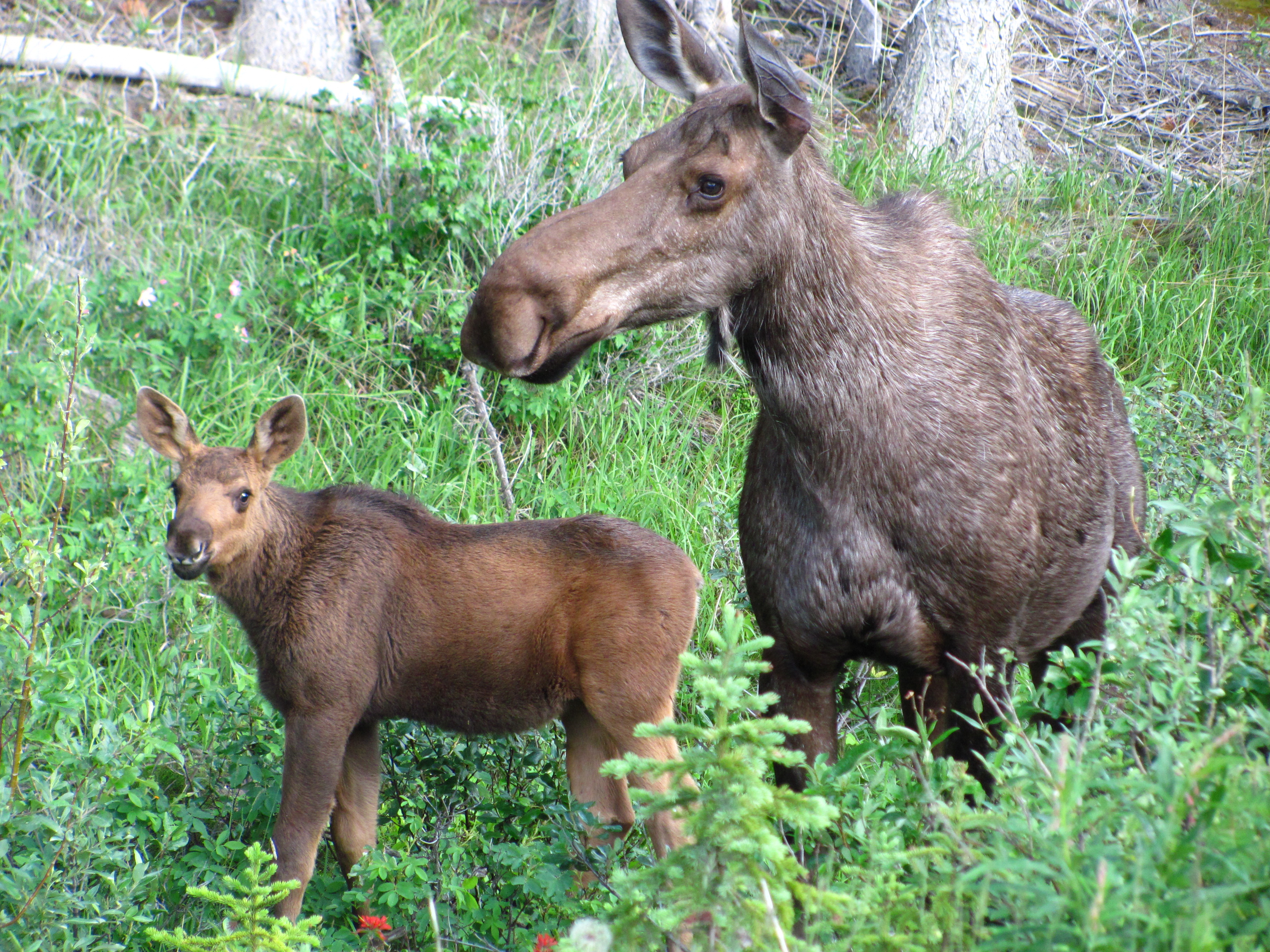 The Deadly Combination of Maternal Instincts and Calving Season (Image Credits: Wikimedia)