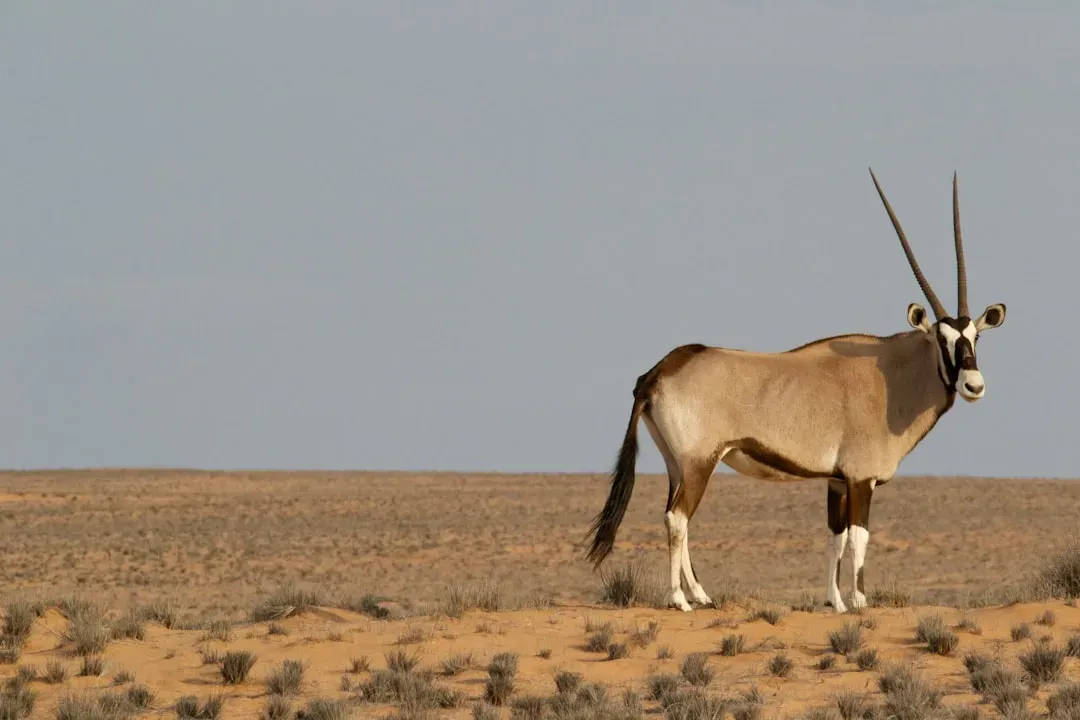 Addax Antelope: The Ghost of the Sahara (Image Credits: Unsplash)