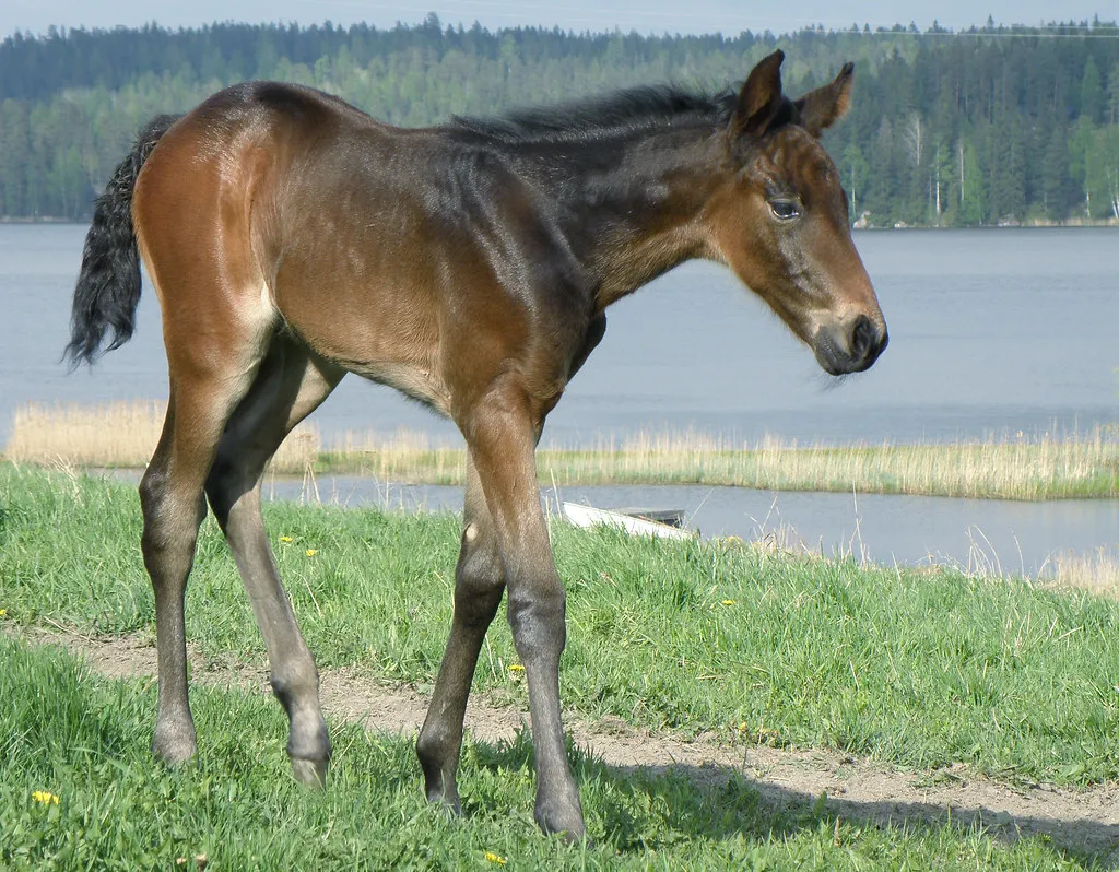#8 - Standardbred Racehorse (smerikal, Flickr, CC BY-SA 2.0)