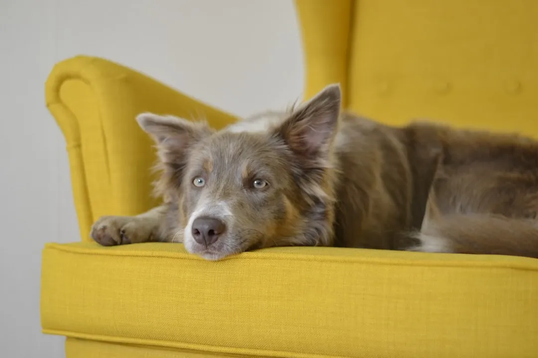 #11 - They Claim "Their Spot" Without Being Invited (Image Credits: Unsplash)