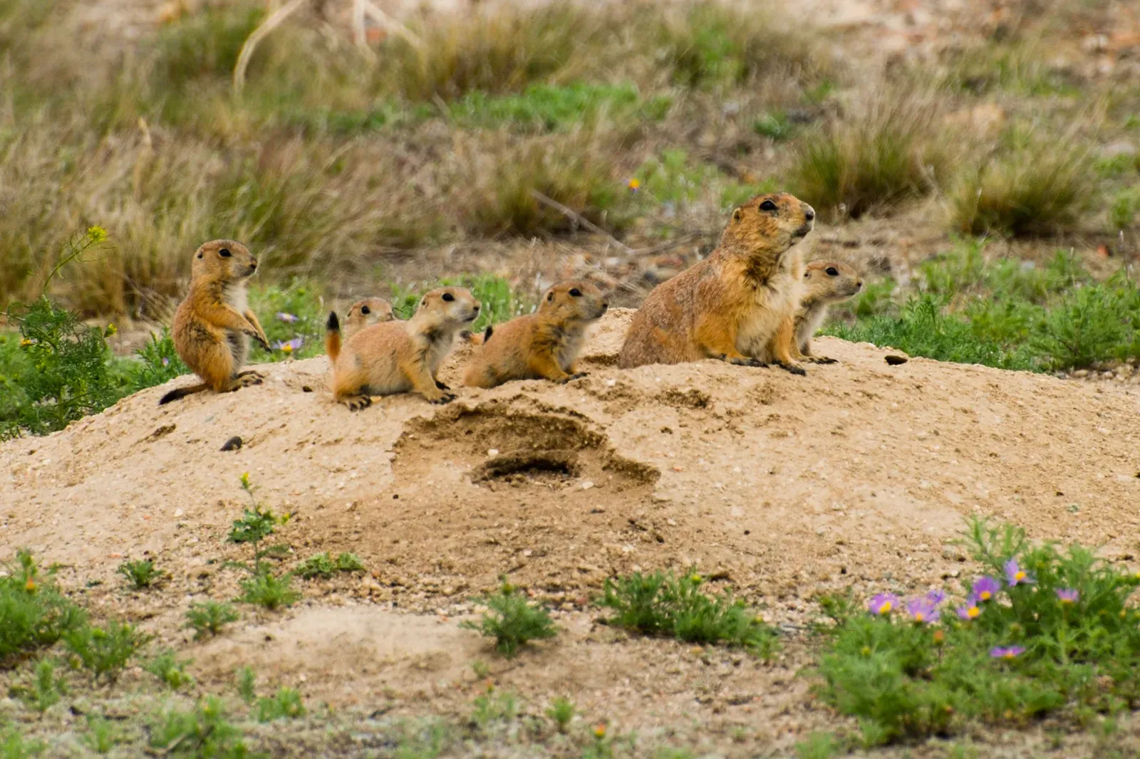 Different Colonies Have Different Dialects (Image Credits: Wikimedia)