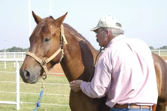 #1 - Calling Everyone Except the Vet First (A veterinarian examines a freeze-branded horse., Public domain)