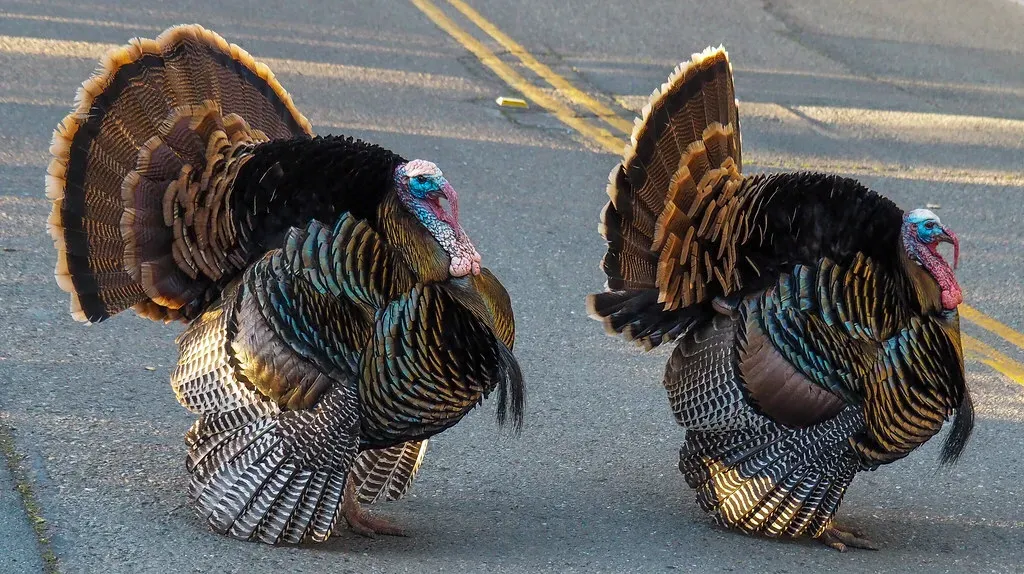 California: West Coast Turkey Surprise (Image Credits: Flickr)