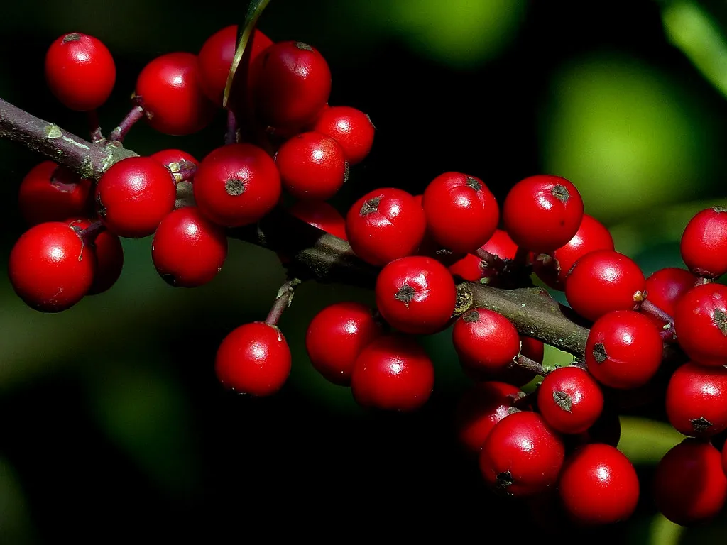 12. Introduce Berry- and Fruit-Producing Shrubs (Image Credits: Flickr)