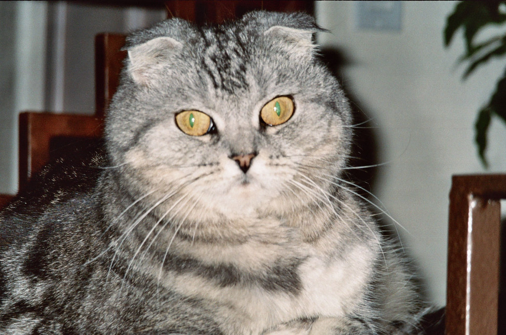 #9 Scottish Fold (Image Credits: Flickr)