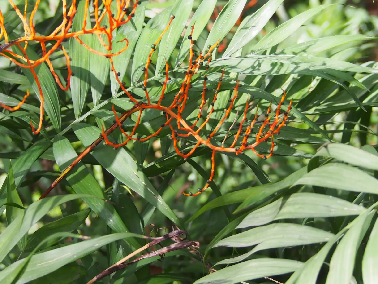 8. Parlor Palm: Tropical Whisper (Image Credits: Wikimedia)