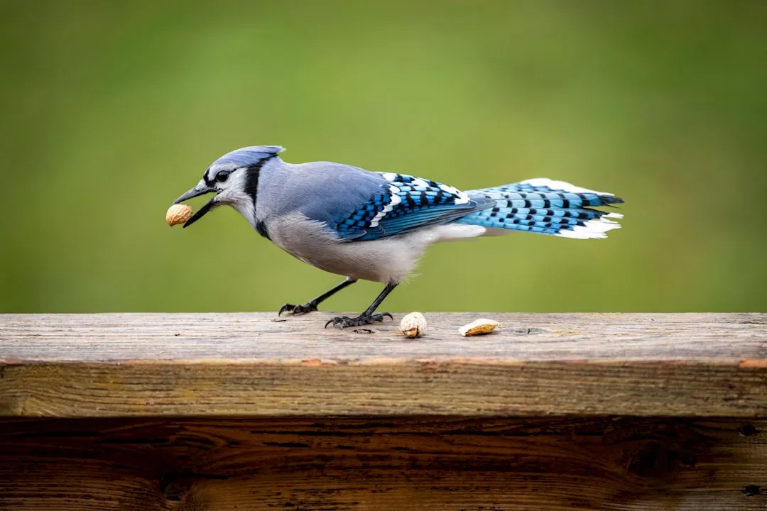 Quiet foraging and the secrecy of food caching (Image Credits: Unsplash)