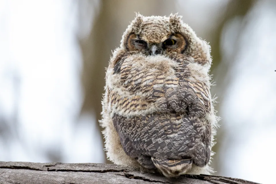 #7 What You Can Do To Make the World Safer for Owls (Image Credits: Stocksnap)