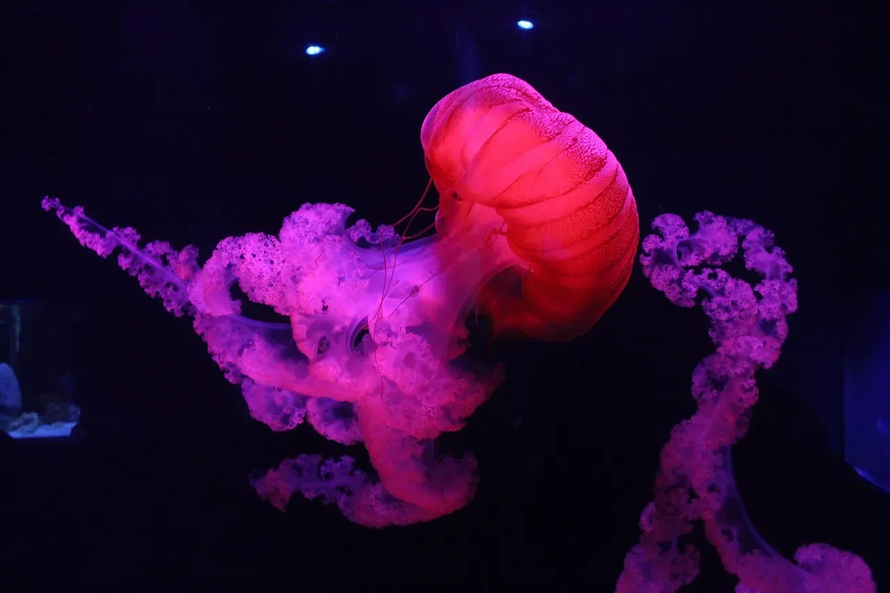 Embracing Your Elemental Ocean Nature (Image Credits: Pixabay)