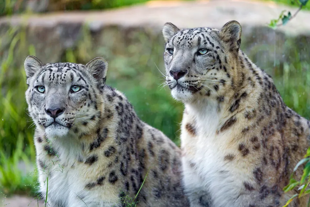 Scorpio (October 23 &ndash; November 21): The Jaguar (Image Credits: Flickr)