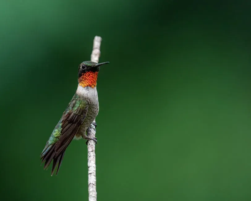 #2: They Have the Fastest Metabolism of Any Bird on Earth (Image Credits: Pexels)