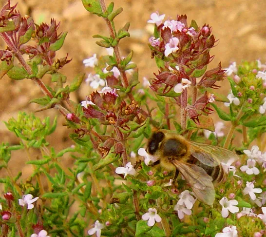 Thyme: The Low-Growing Pollinator Carpet (By ComputerHotlineRetouched by Karta24, CC BY 2.5)