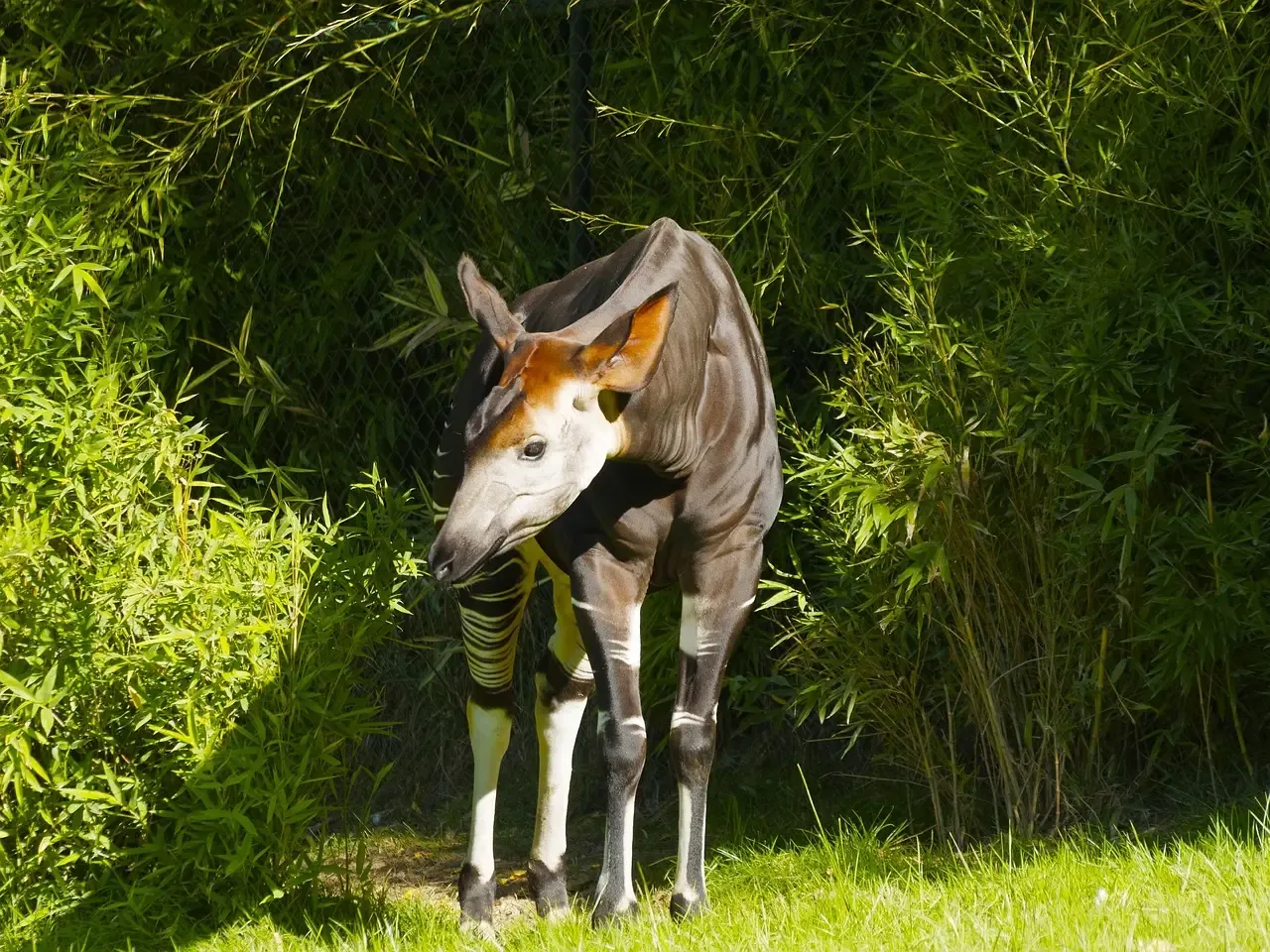2. It Looks Like Three Animals Stitched Together (Image Credits: Pixabay)