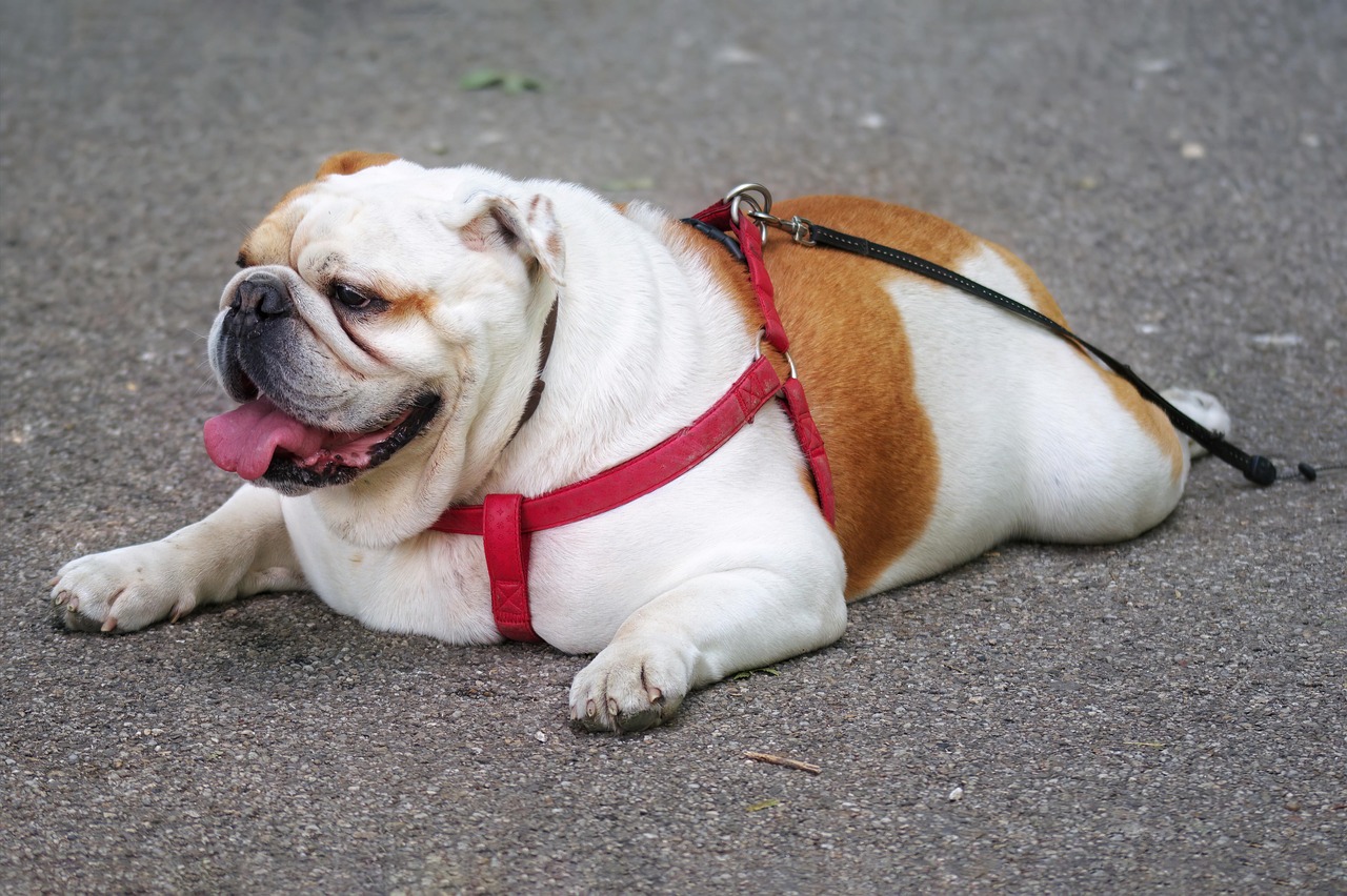 Combining the Slow Blink with Other Calm Behaviors (Image Credits: Pixabay)