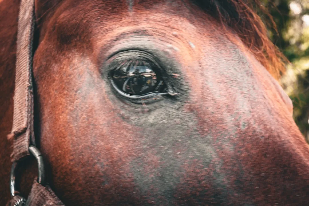 #5 - Slightly Sunken Hollows Above The Eyes (Image Credits: Unsplash)