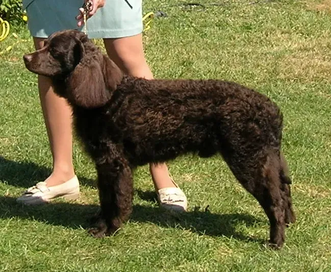 What This Dog Actually Looks Like (By Awsguy1, CC BY-SA 3.0)