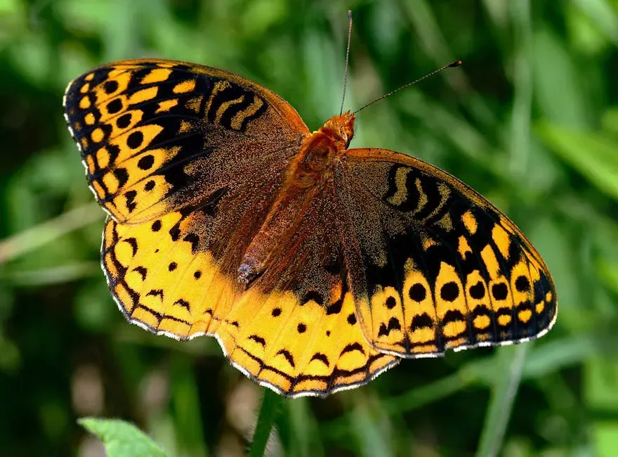 4. Great Spangled Fritillary (Speyeria cybele) (Image Credits: Pexels)