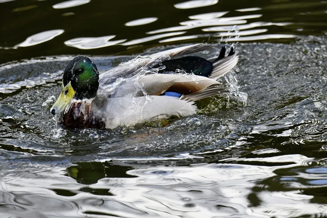 Build or Install a Wildlife Pond (Image Credits: Unsplash)