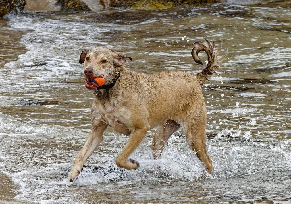 Chesapeake Bay Retriever: The Saltwater Specialist (Image Credits: Flickr)